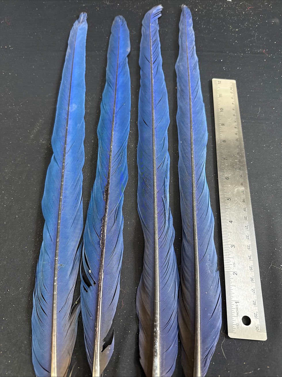 Thumbnail: Customer Set Macaw tail feathers