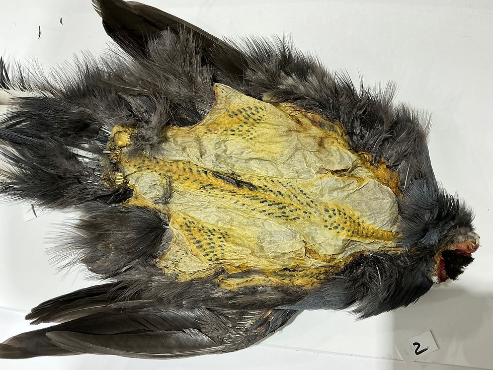 Thumbnail: Blue Eared Pheasant bird skin