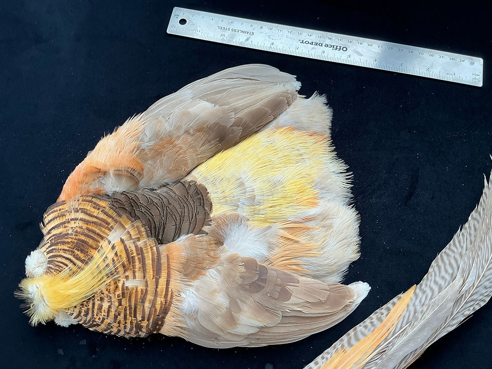 Thumbnail: Light Yellow Golden Cross Pheasant skin