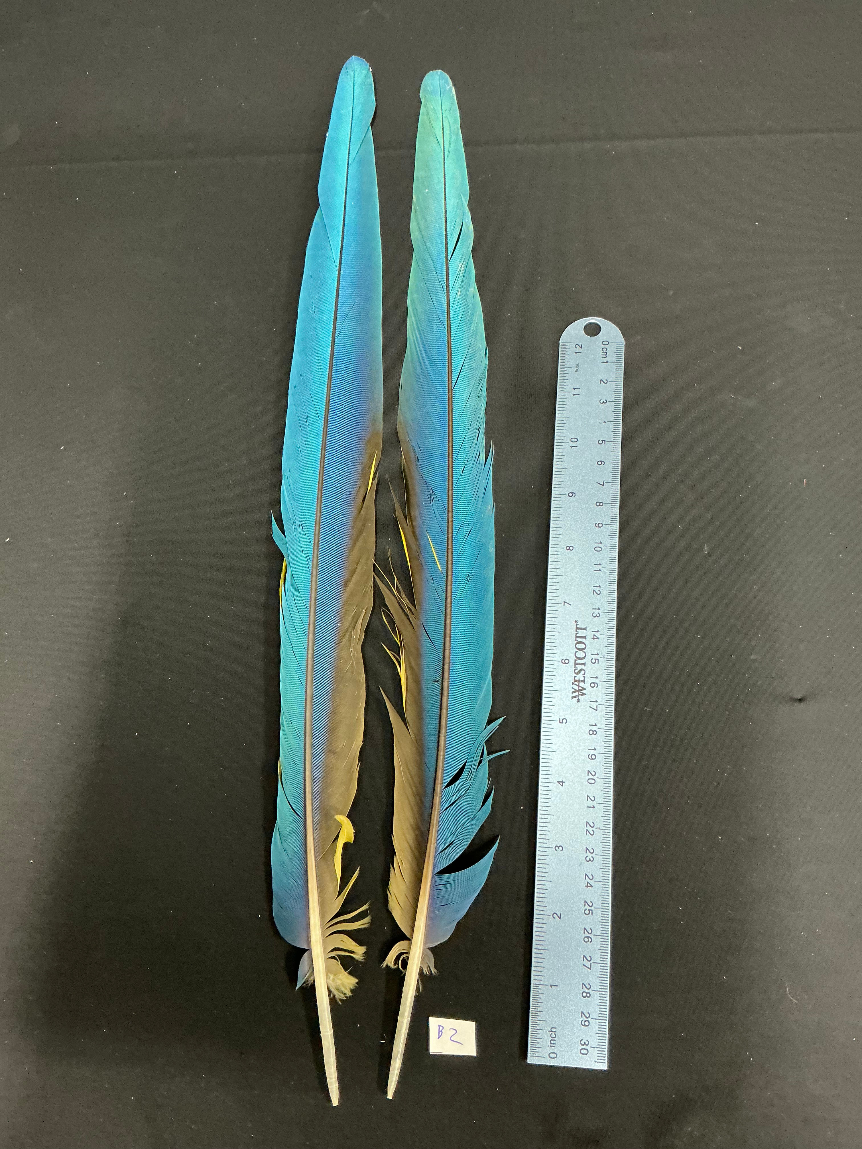 Macaw tail feathers B3 18"
