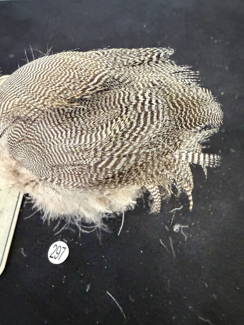 Thumbnail: Vintage Large Clump of  Premium Teal Duck feathers 297