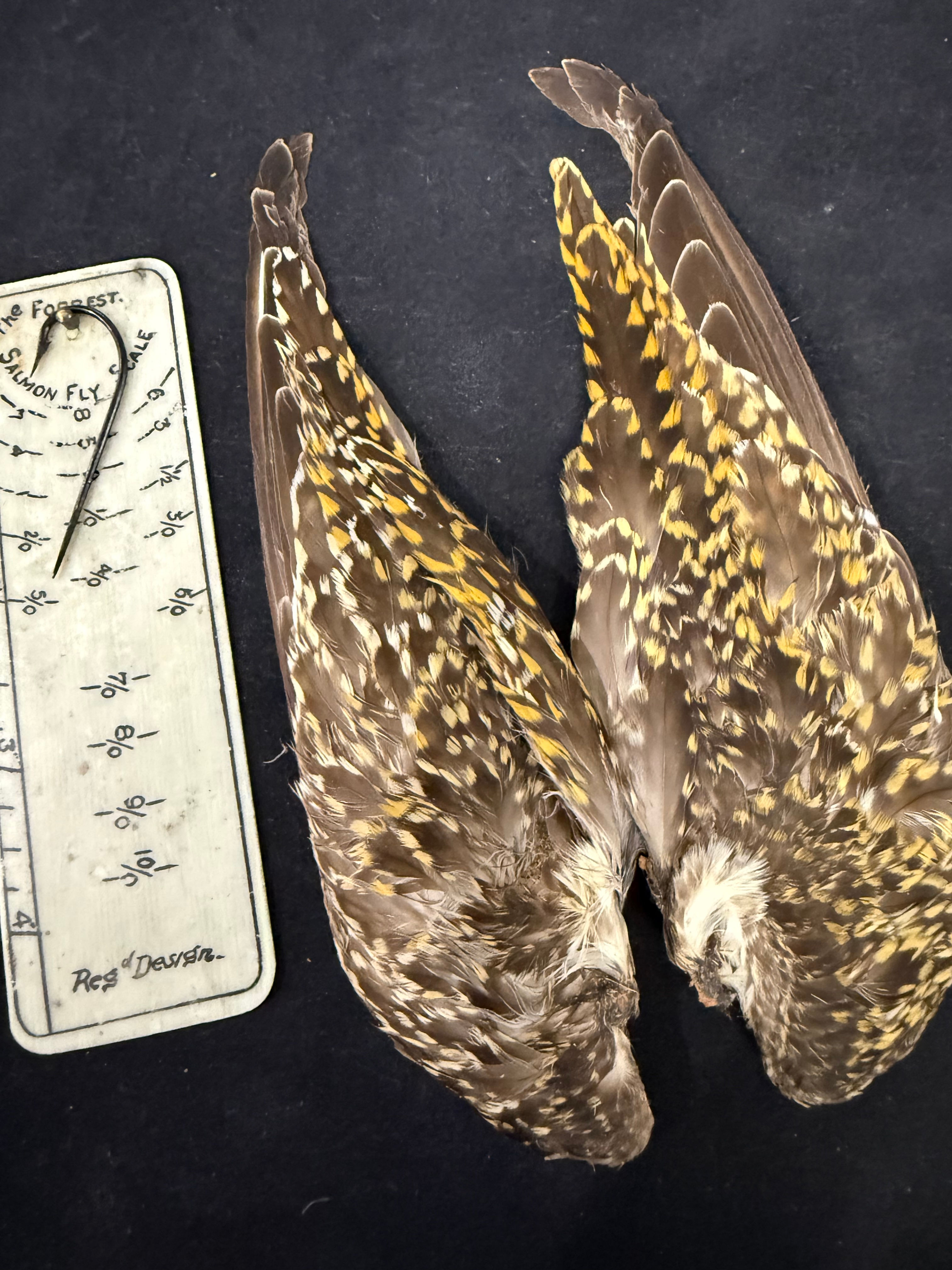 Golden Plover Wings
