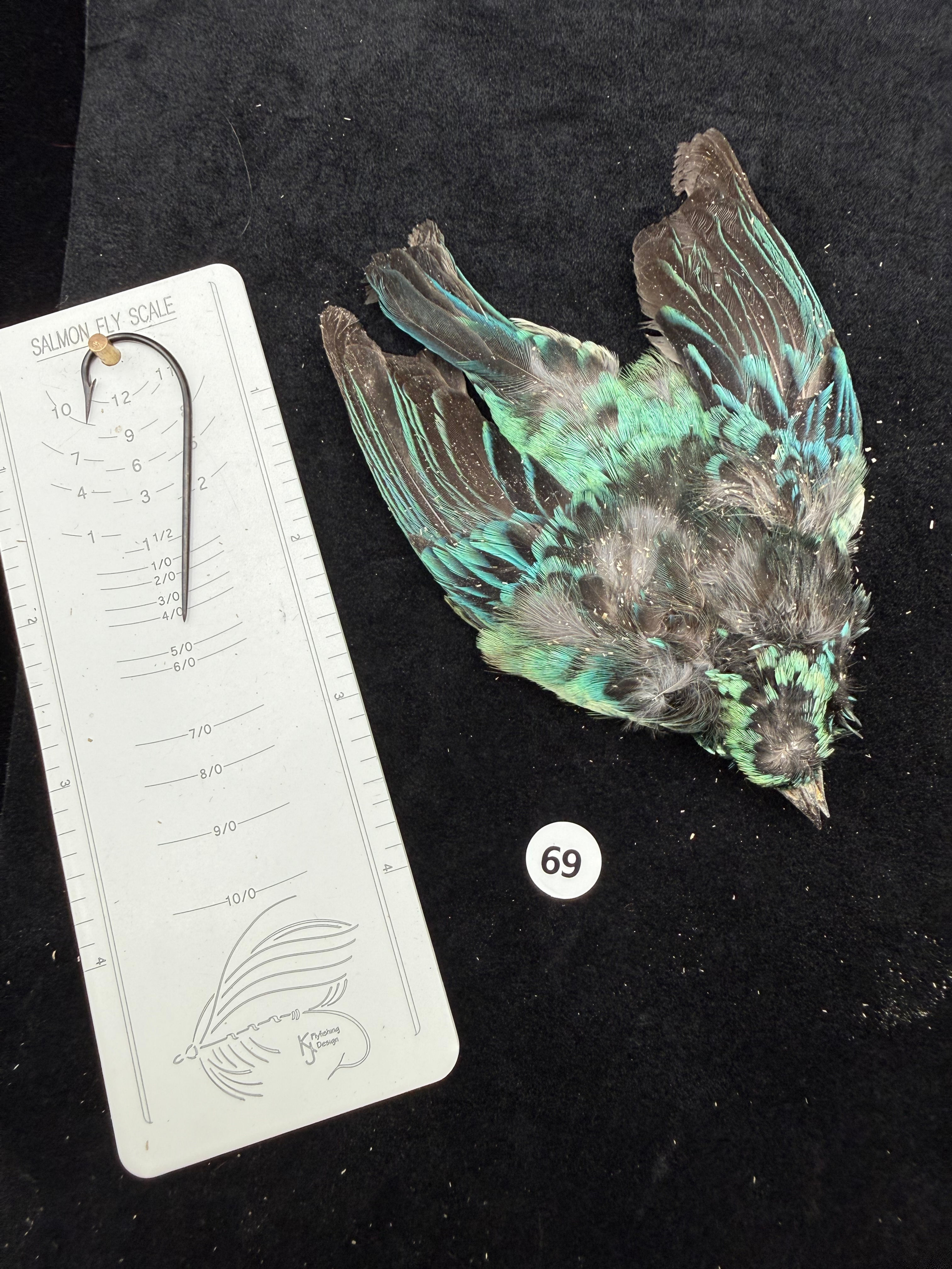 Beryl Spangled  Tanager bird skin for fly tying 69