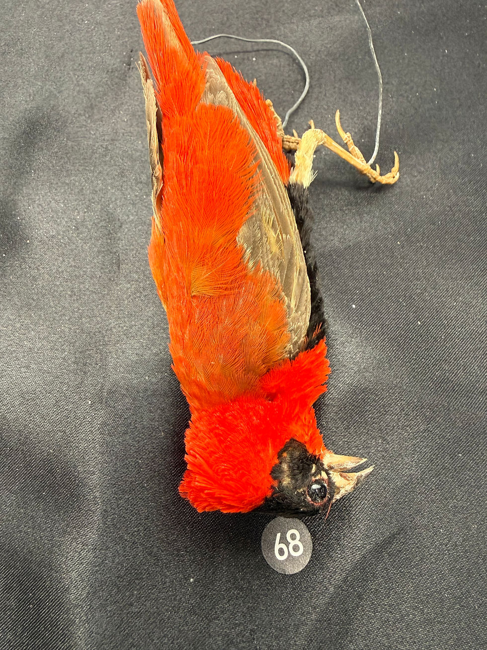 Thumbnail: Orange Weaver bird mount EXCEPTIONAL