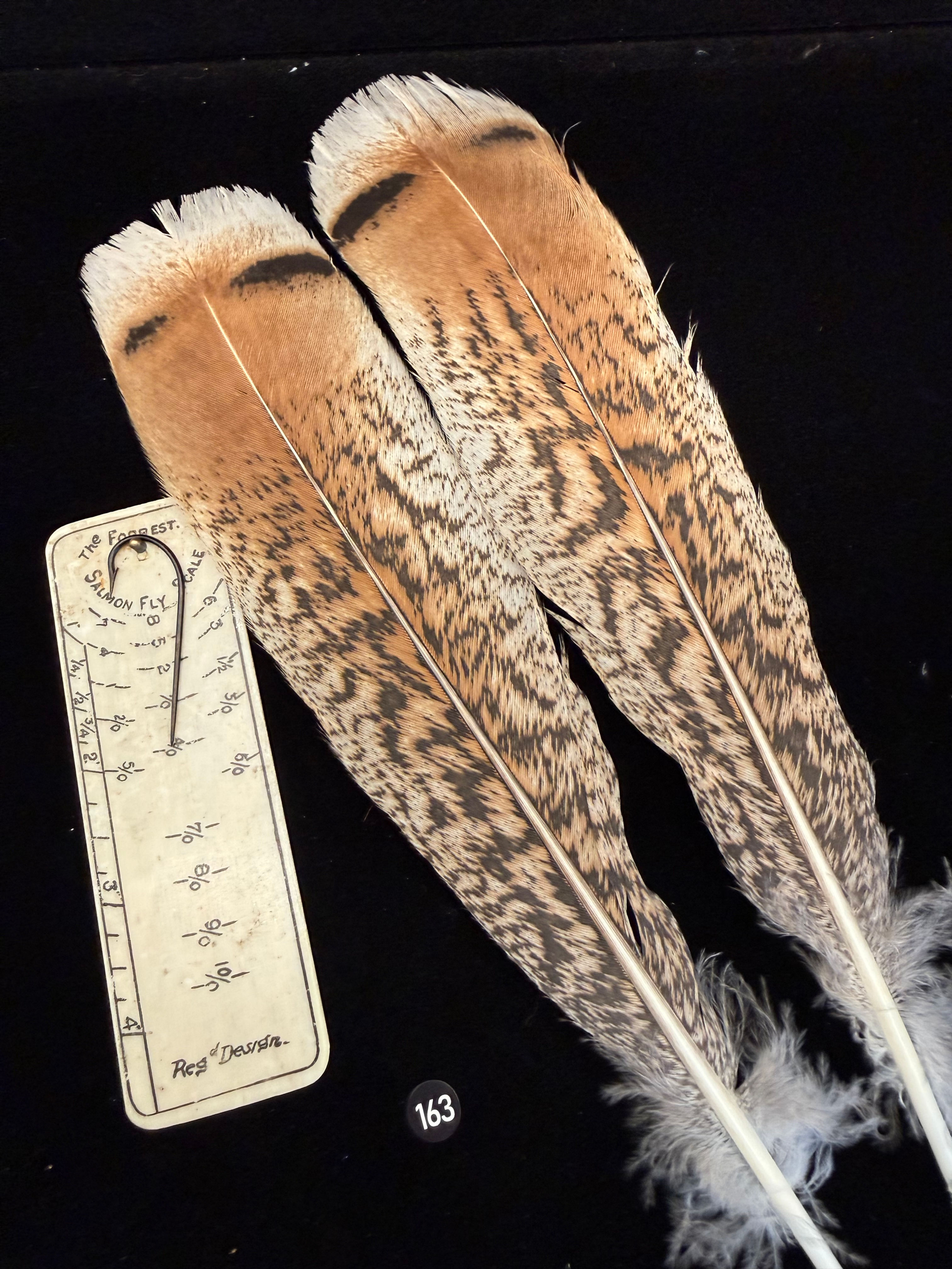 Lucas/Cullen Collection Zebra Turkey Tail Feathers 163