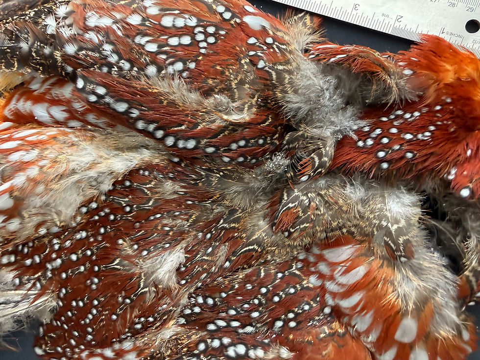 Thumbnail: Temminck's Tragopan bird skin  6