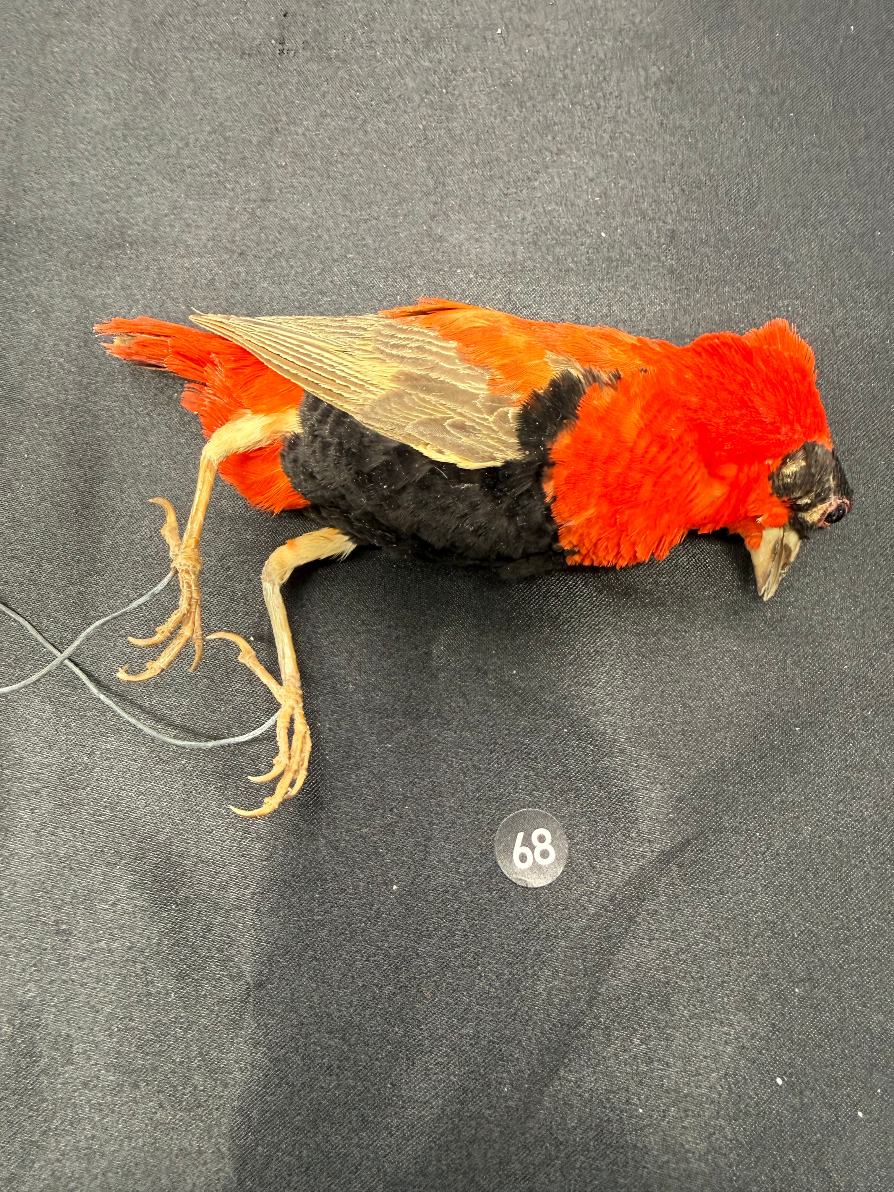 Orange Weaver bird mount EXCEPTIONAL