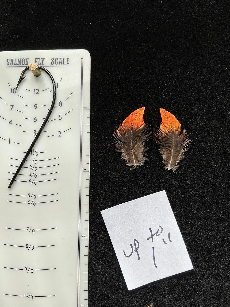 Thumbnail: Monal Impeyan Pheasant feathers
