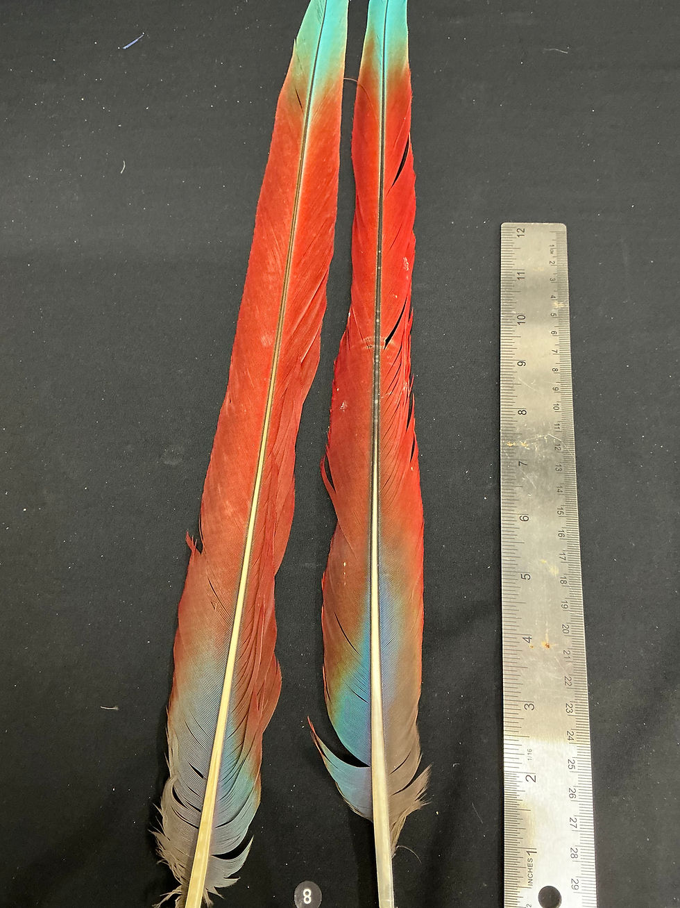 Thumbnail: Macaw tail feathers  19" #9