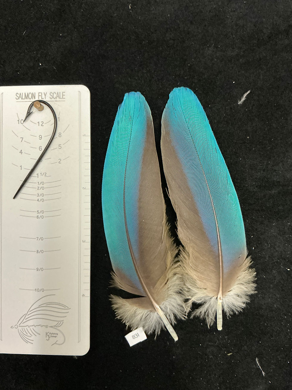 Thumbnail: Matched Parrot coverts 83-83N