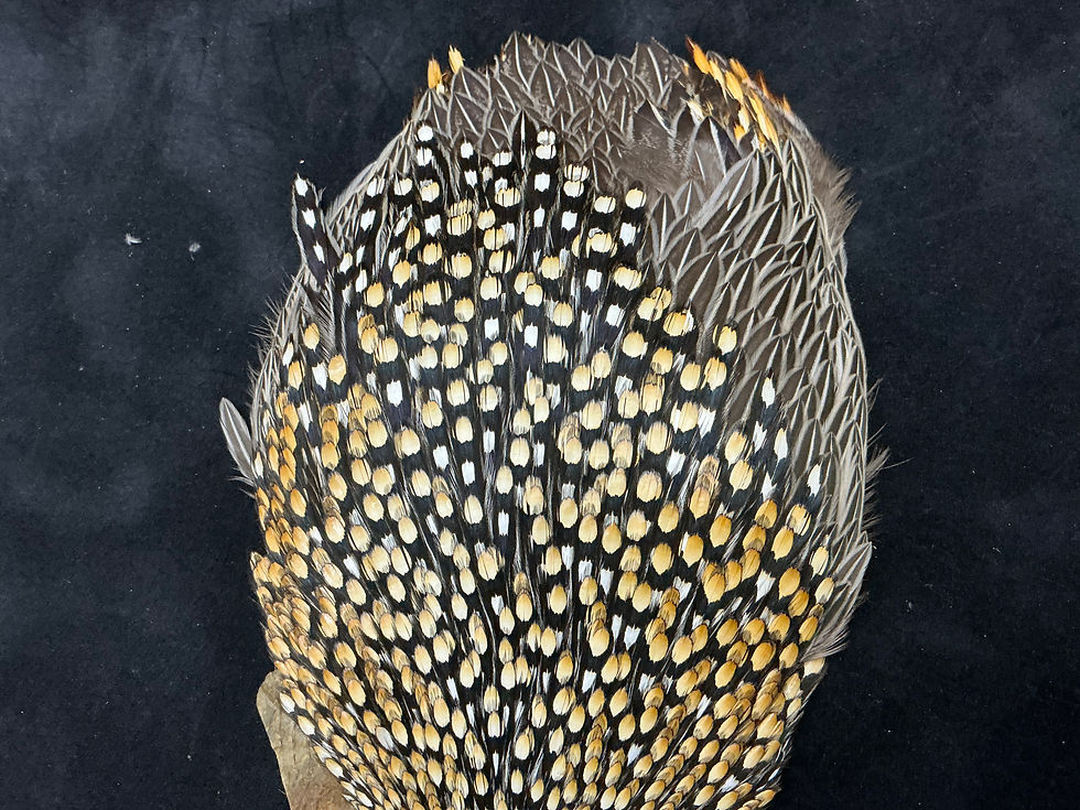 Thumbnail: Jungle Cock from Ronn Lucas Collection LB