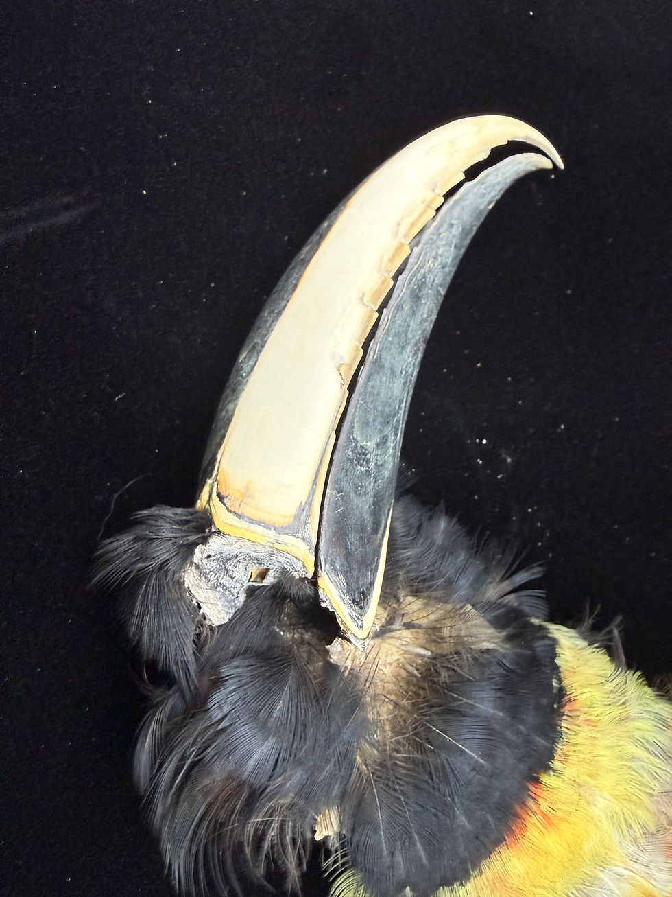 Thumbnail: Aracari Toucan partial skin with beak