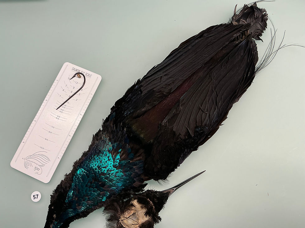 Thumbnail: BEAUTIFUL Vintage Victorian era Rifle Bird of Paradise