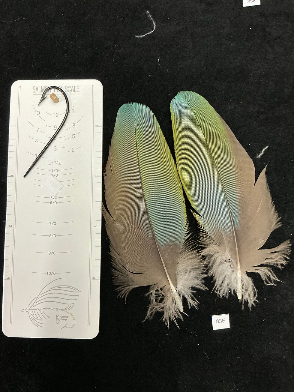 Thumbnail: Matched Parrot coverts 83-83N