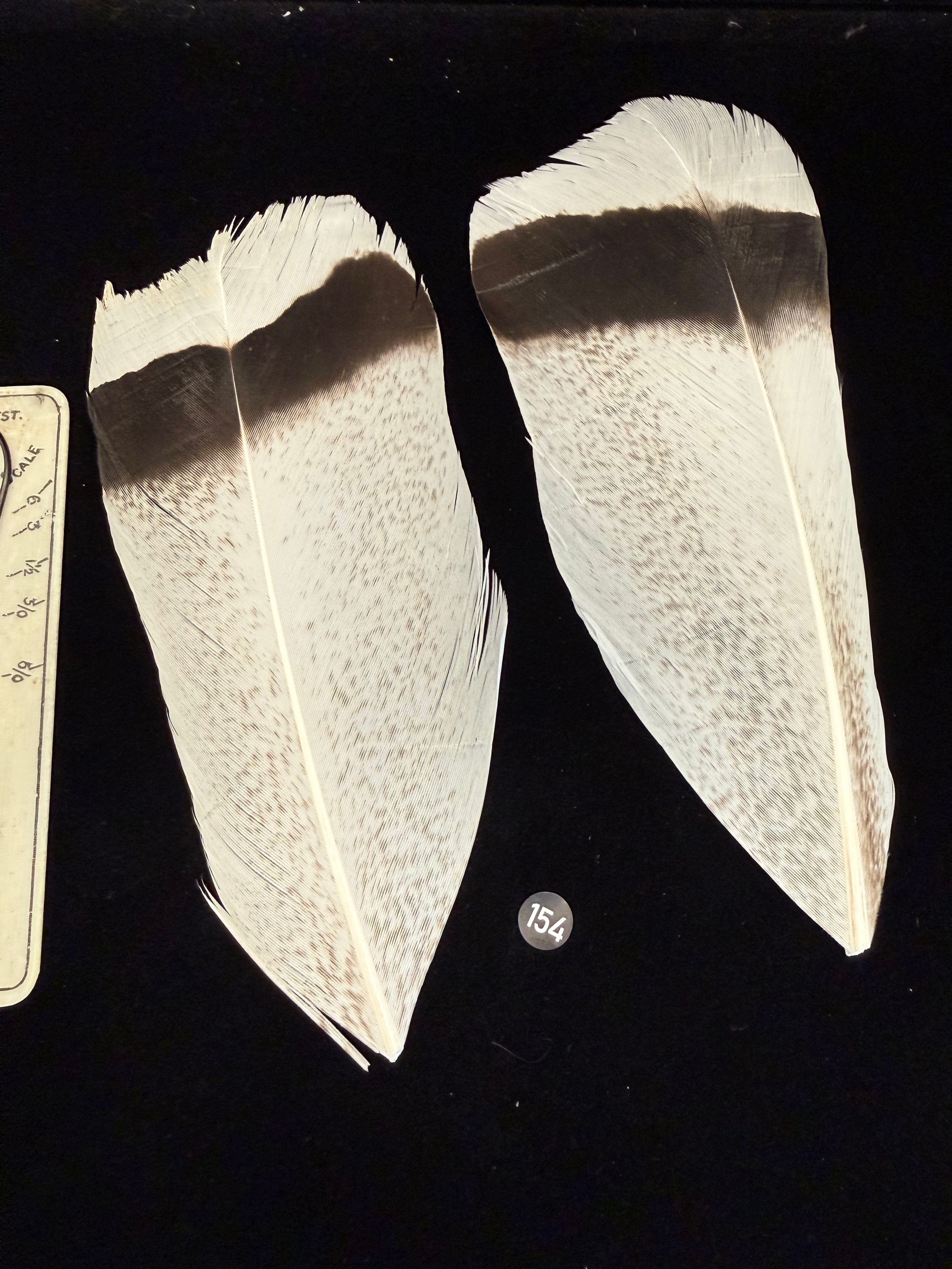 Lucas Collection EXTRA LARGE Turkey Tail Feathers 154