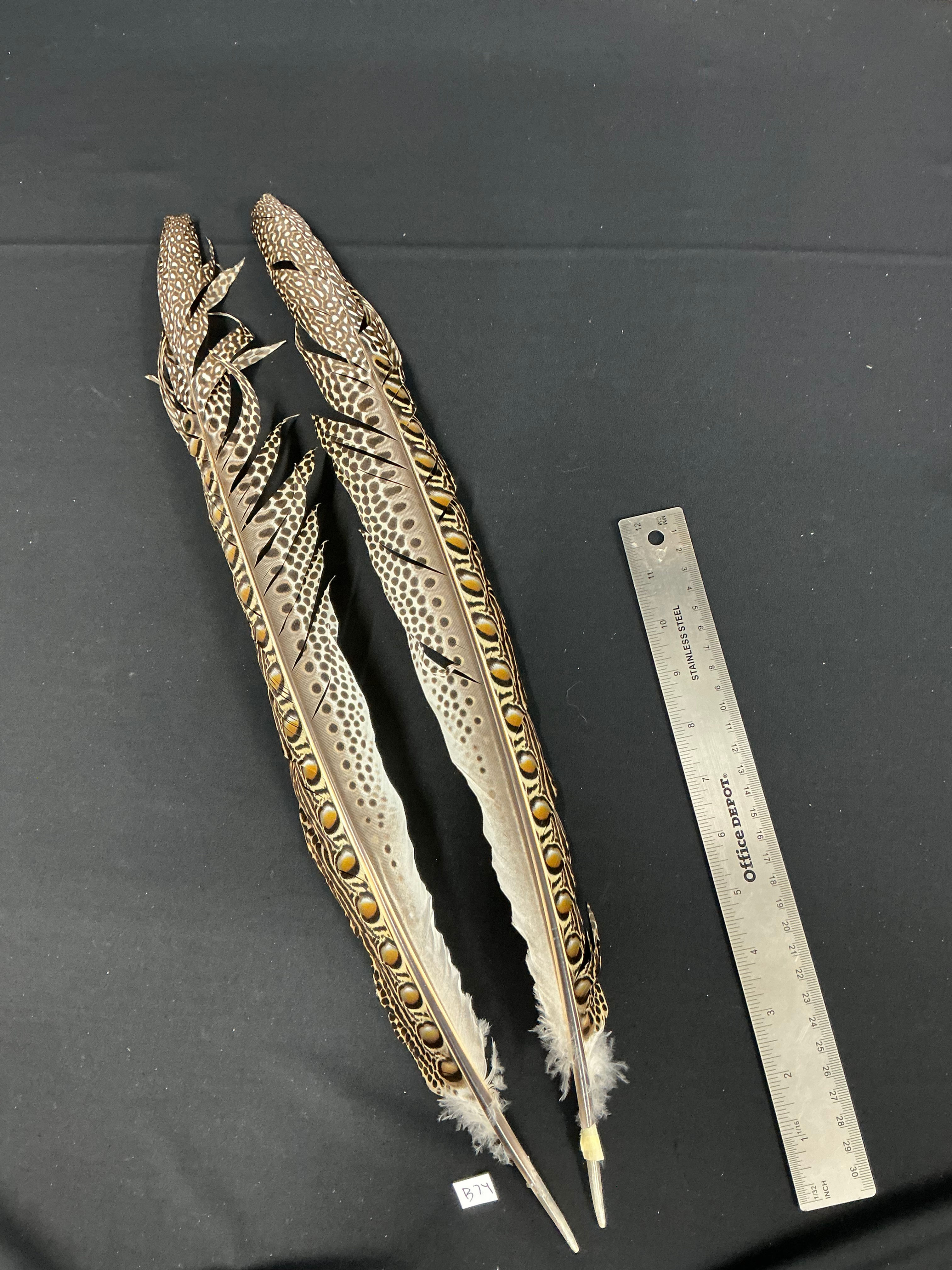 Great Argus Pheasant  Secondary feather pair B74