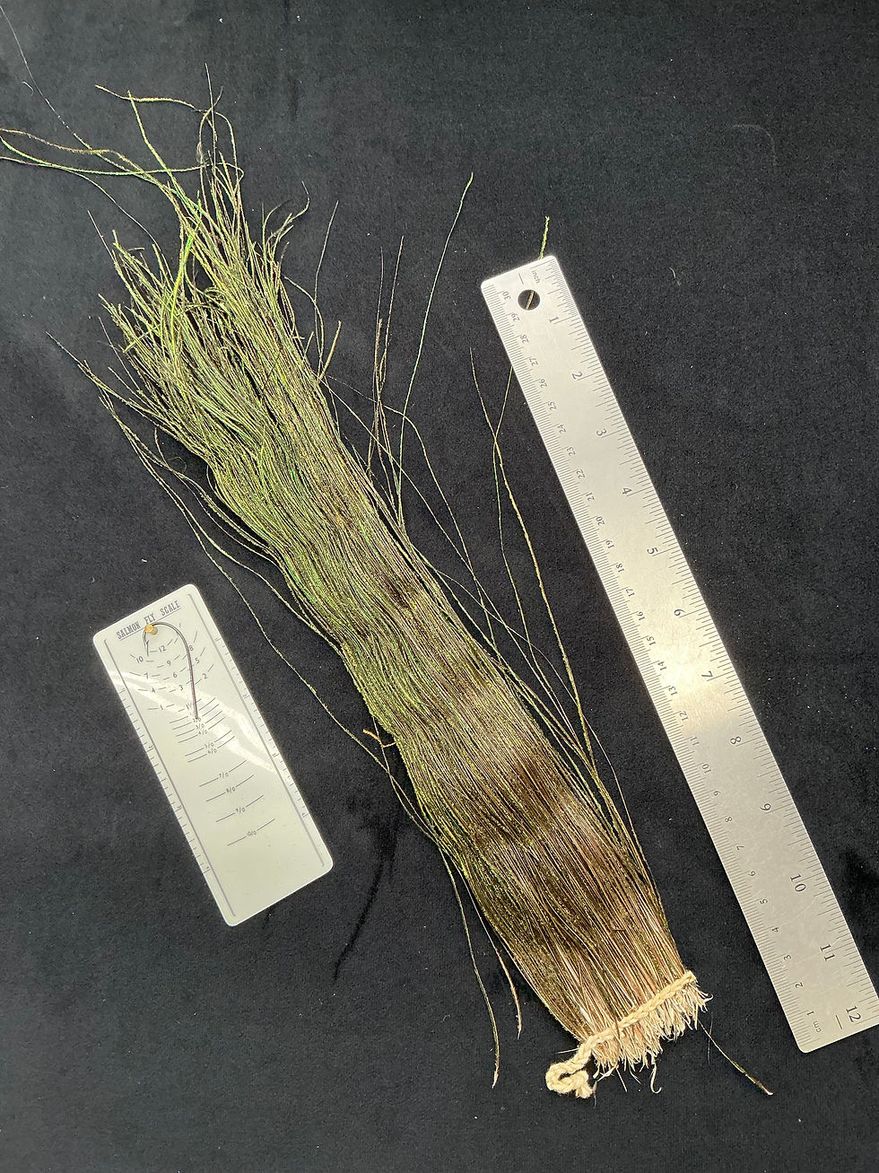 Thumbnail: Peacock  feathers multiple types as shown in photos from Lucas Collection