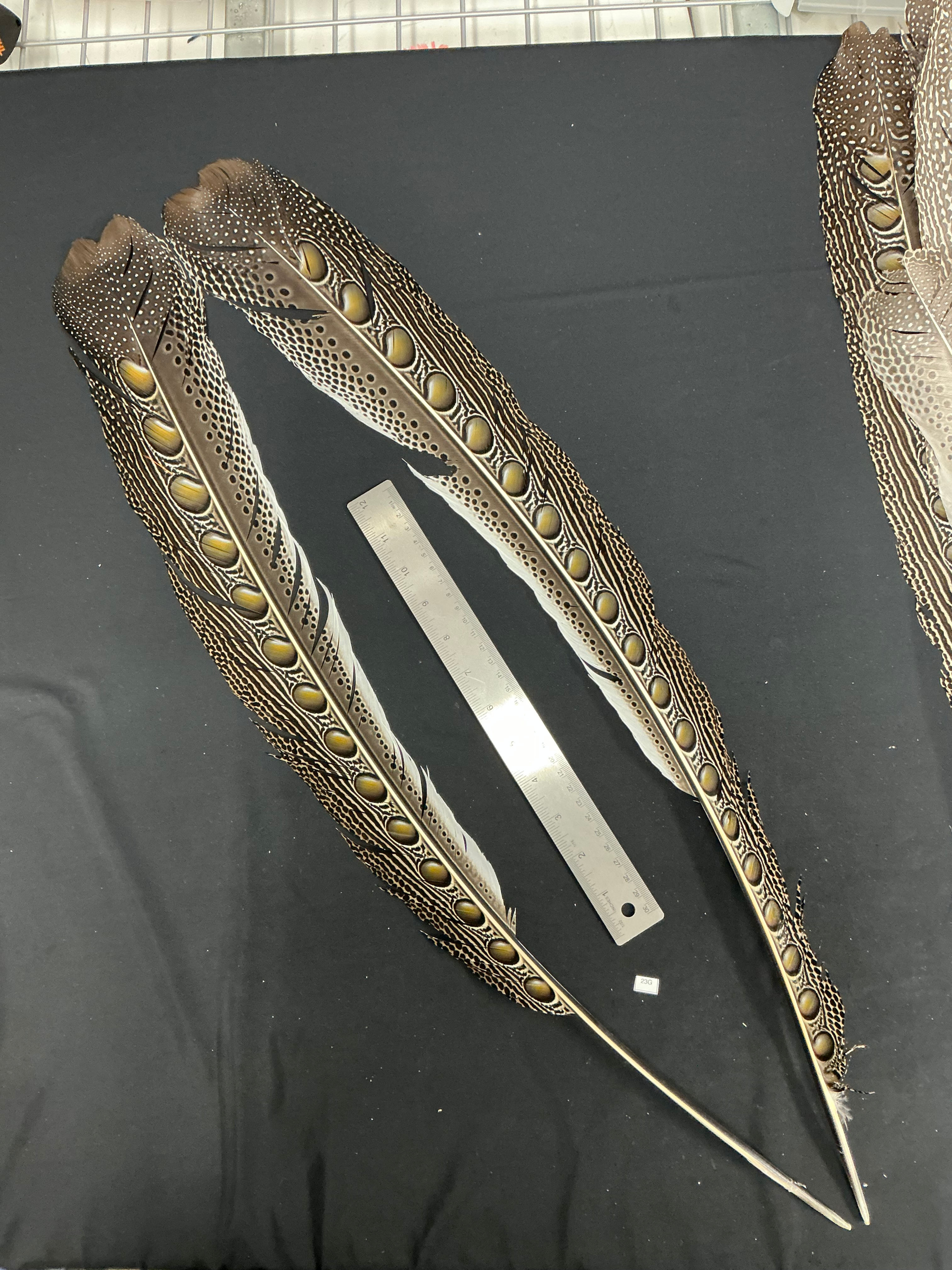 Great Argus Pheasant  Secondary feather pair 23G