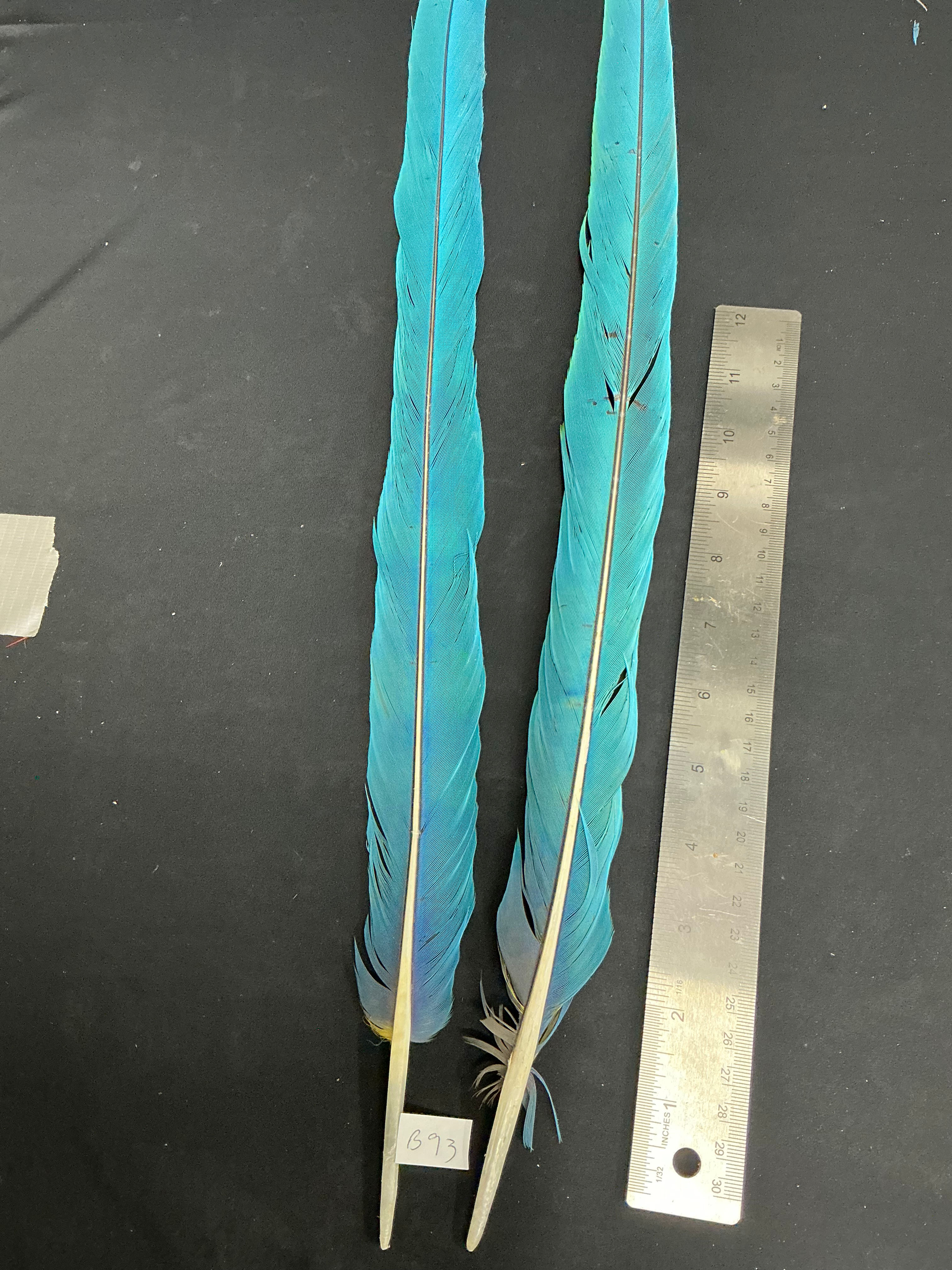 Macaw tail feathers  24-1/2"  B03