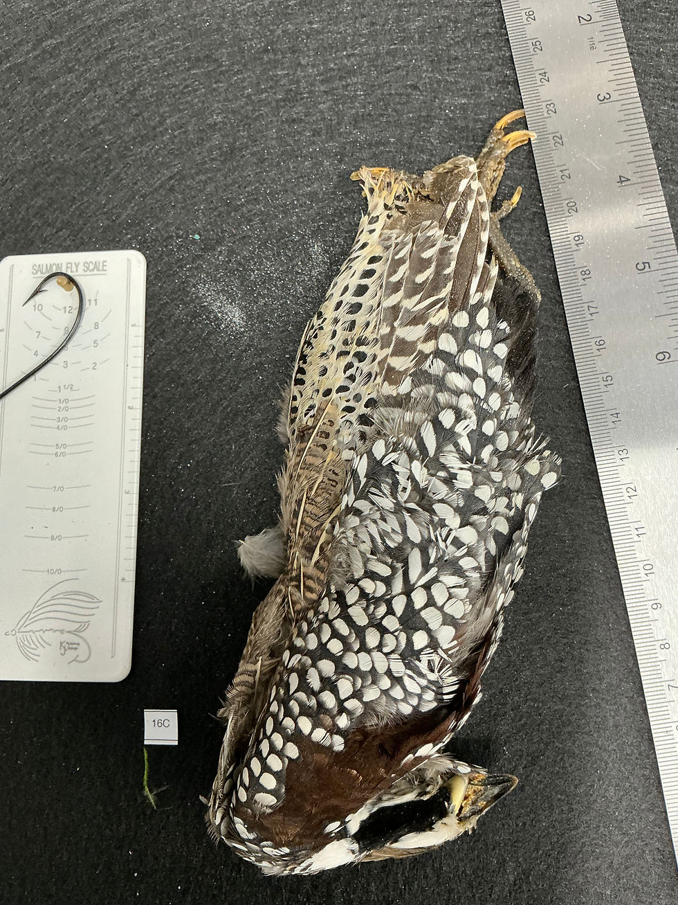 Thumbnail: Mearns Quail bird skin 16C