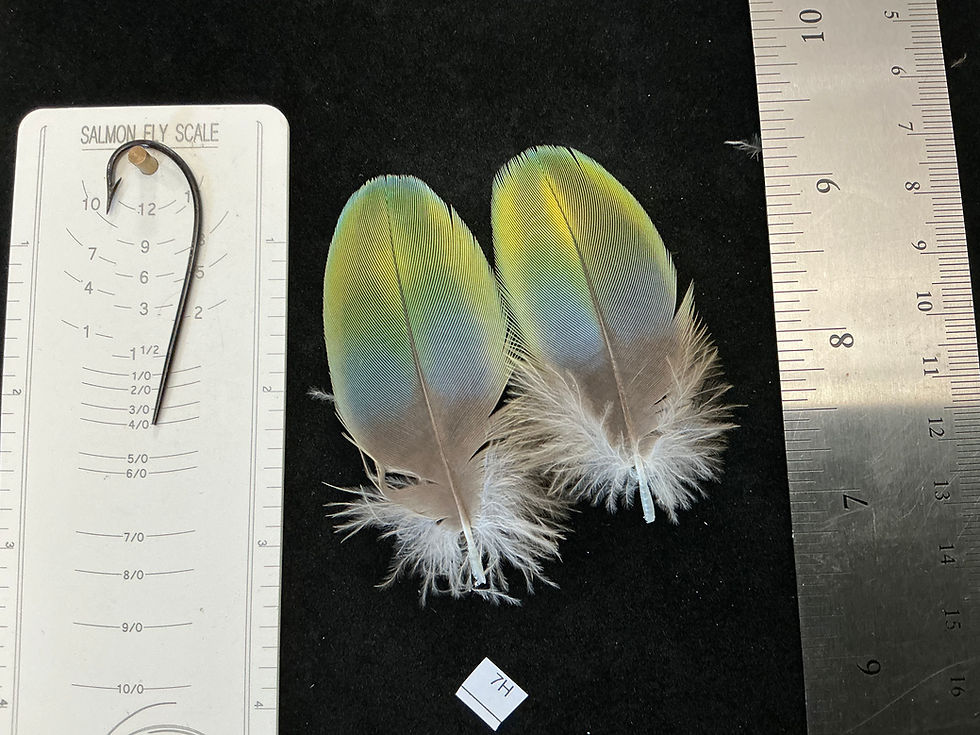 Thumbnail: Matched  parrot feathers for  Salmon Flies 7E-7S