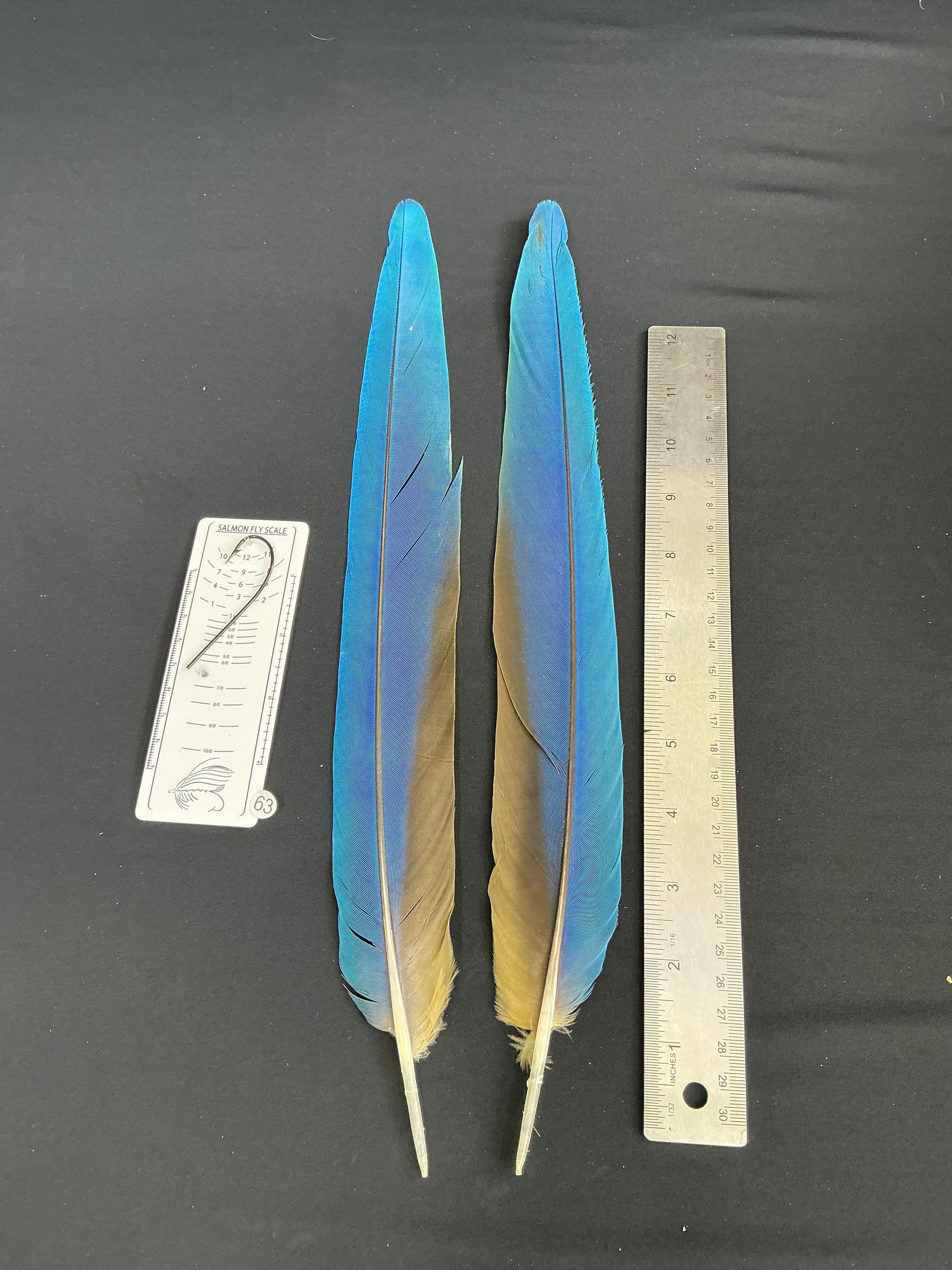 Macaw tail feathers #63