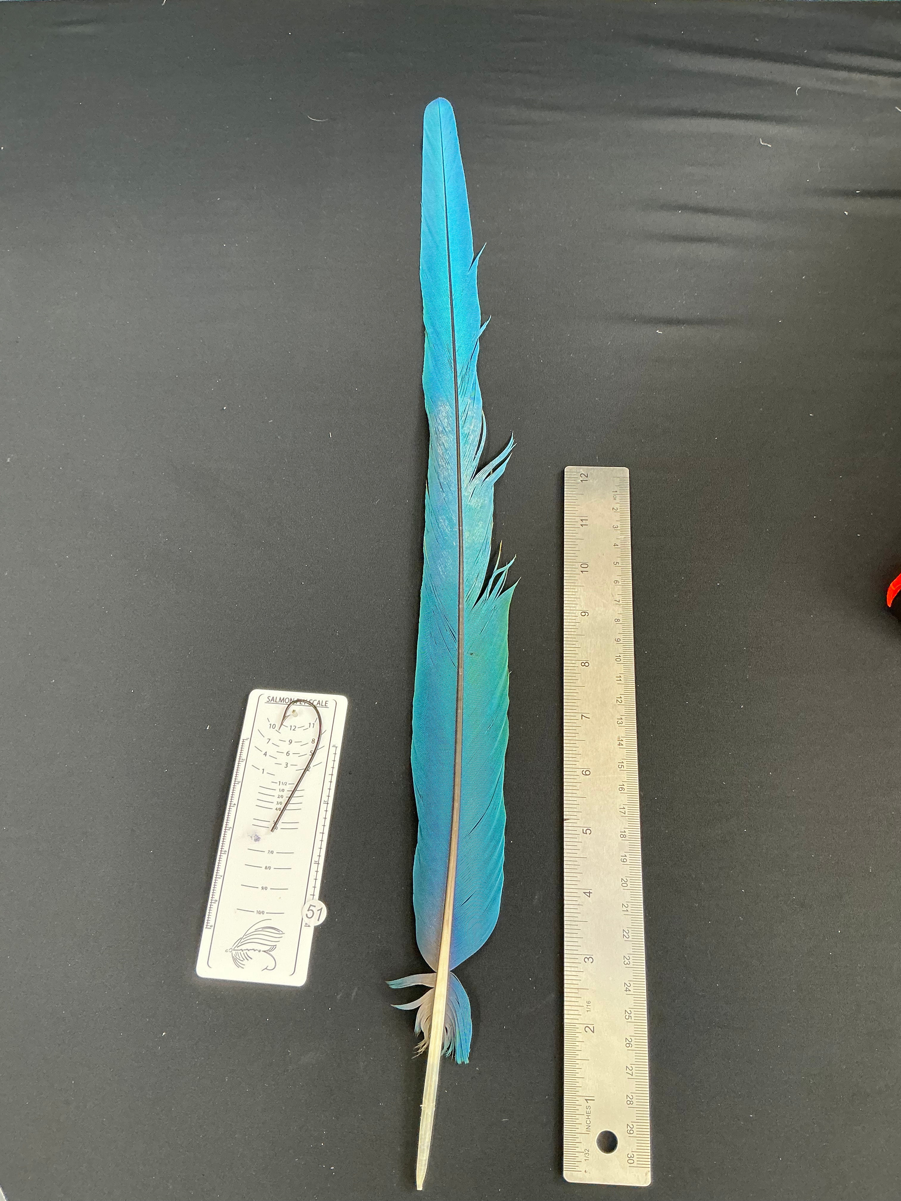 Macaw tail feathers #51