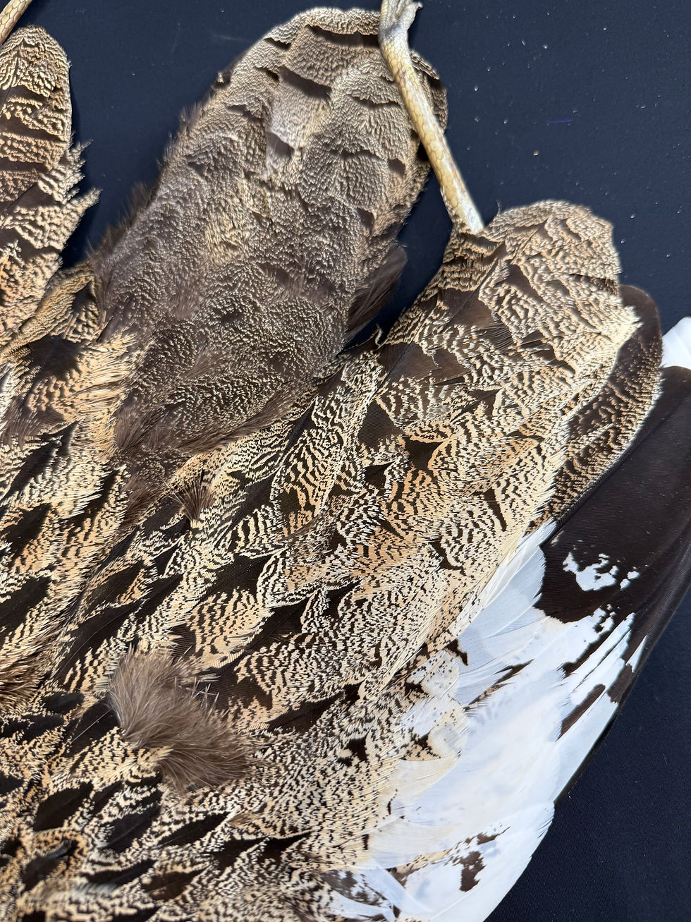 Thumbnail: SPECTACULAR Little Bustard  bird skin mountable
