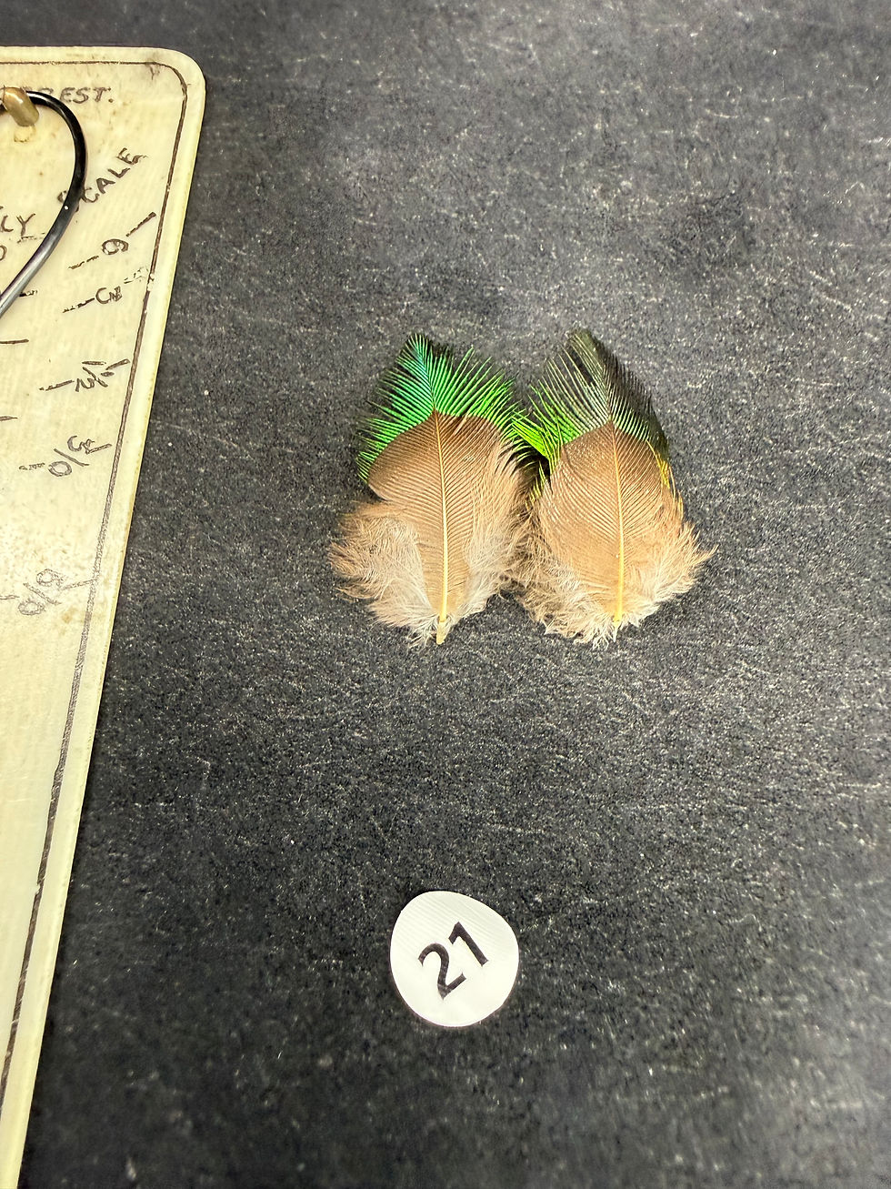 Thumbnail: PREMIUM Vintage Quetzal  Feathers 12-26