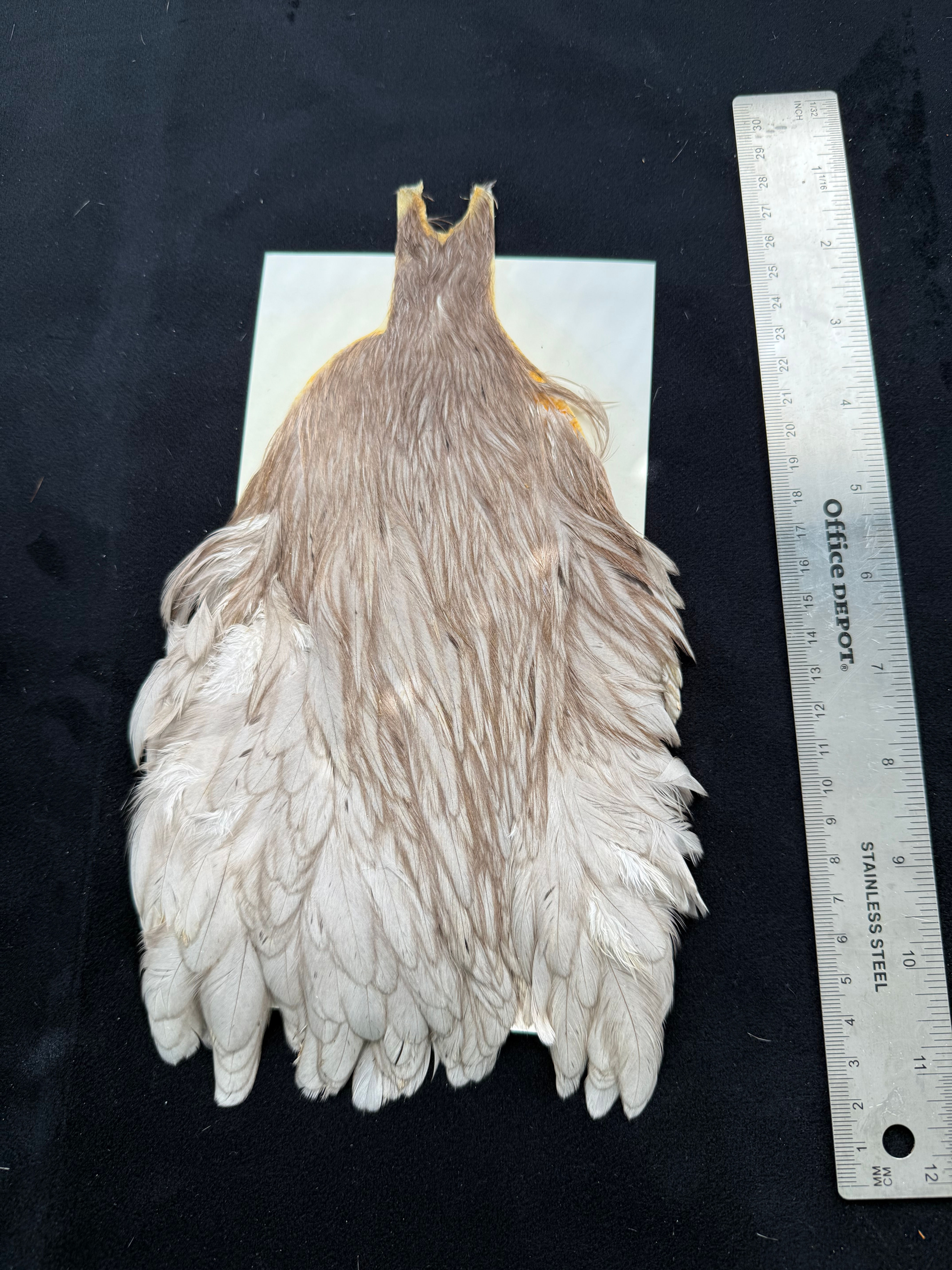 Vintage Dun Hen neck Hackle from Cullen Collection S15