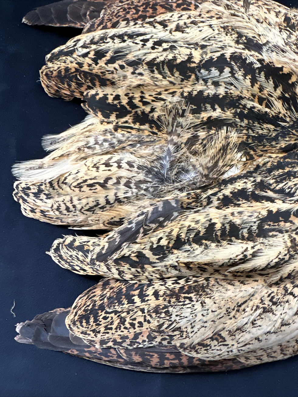 Thumbnail: Eurasian Bittern bird skin from Goggans Collection