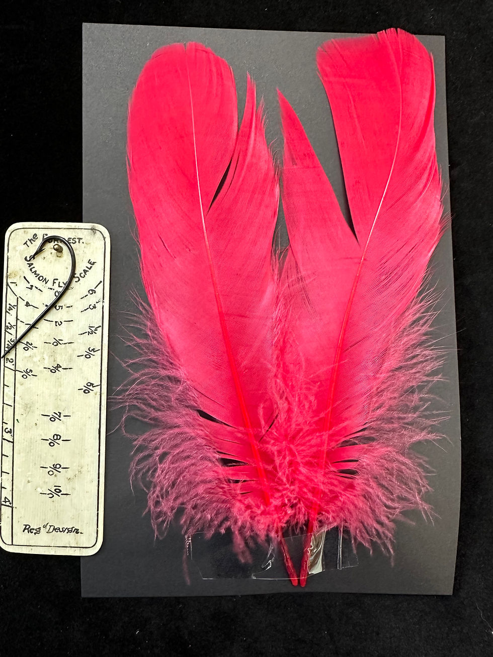 Thumbnail: Dyed Swan Shoulders LARGE 2-1/4" plus barb length