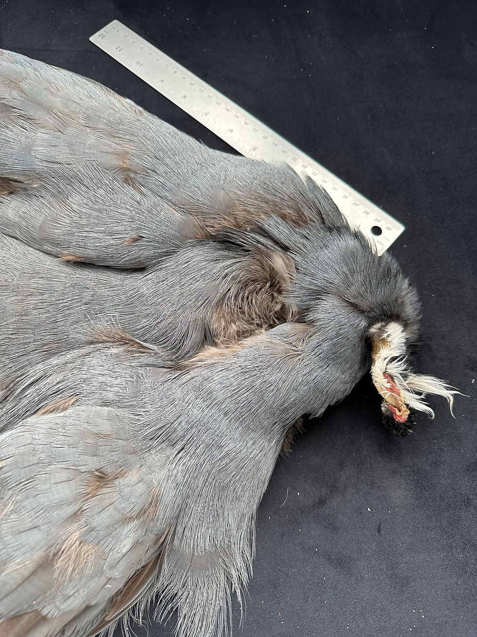 Thumbnail: Blue Eared Pheasant bird skin