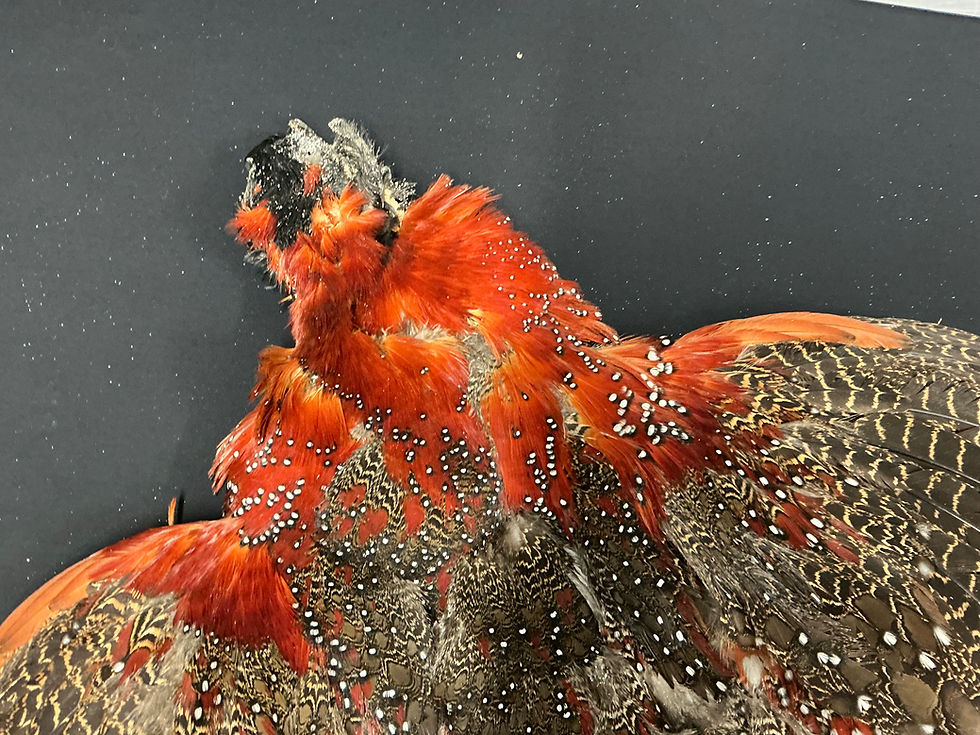Thumbnail: Satyr Tragopan Pheasant bird skin from Cullen Collection