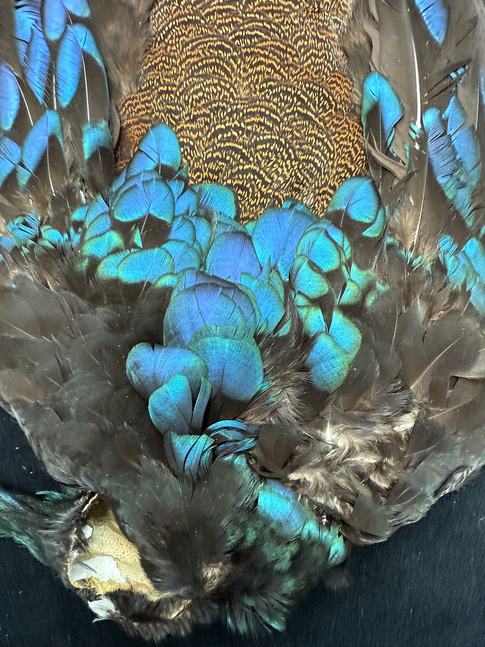 Thumbnail: Palawan Peacock Pheasant Bird skin