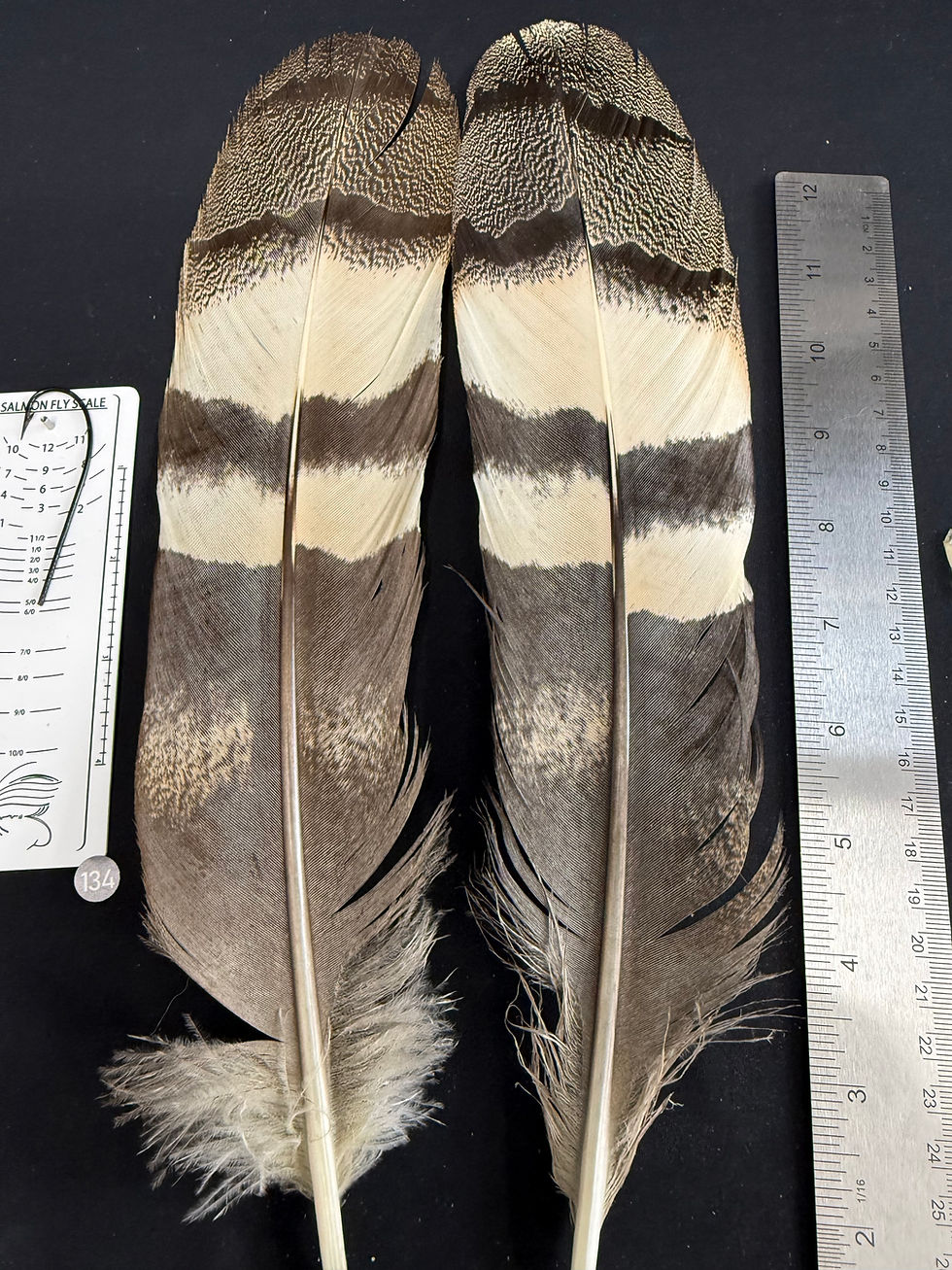 Thumbnail: Kori Bustard tail  feathers  as shown #134