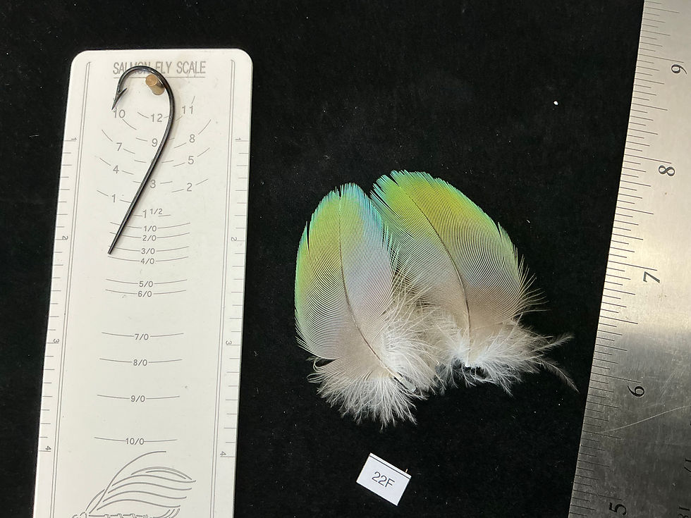 Thumbnail: Matched  parrot feathers for  Salmon Flies 22-22N