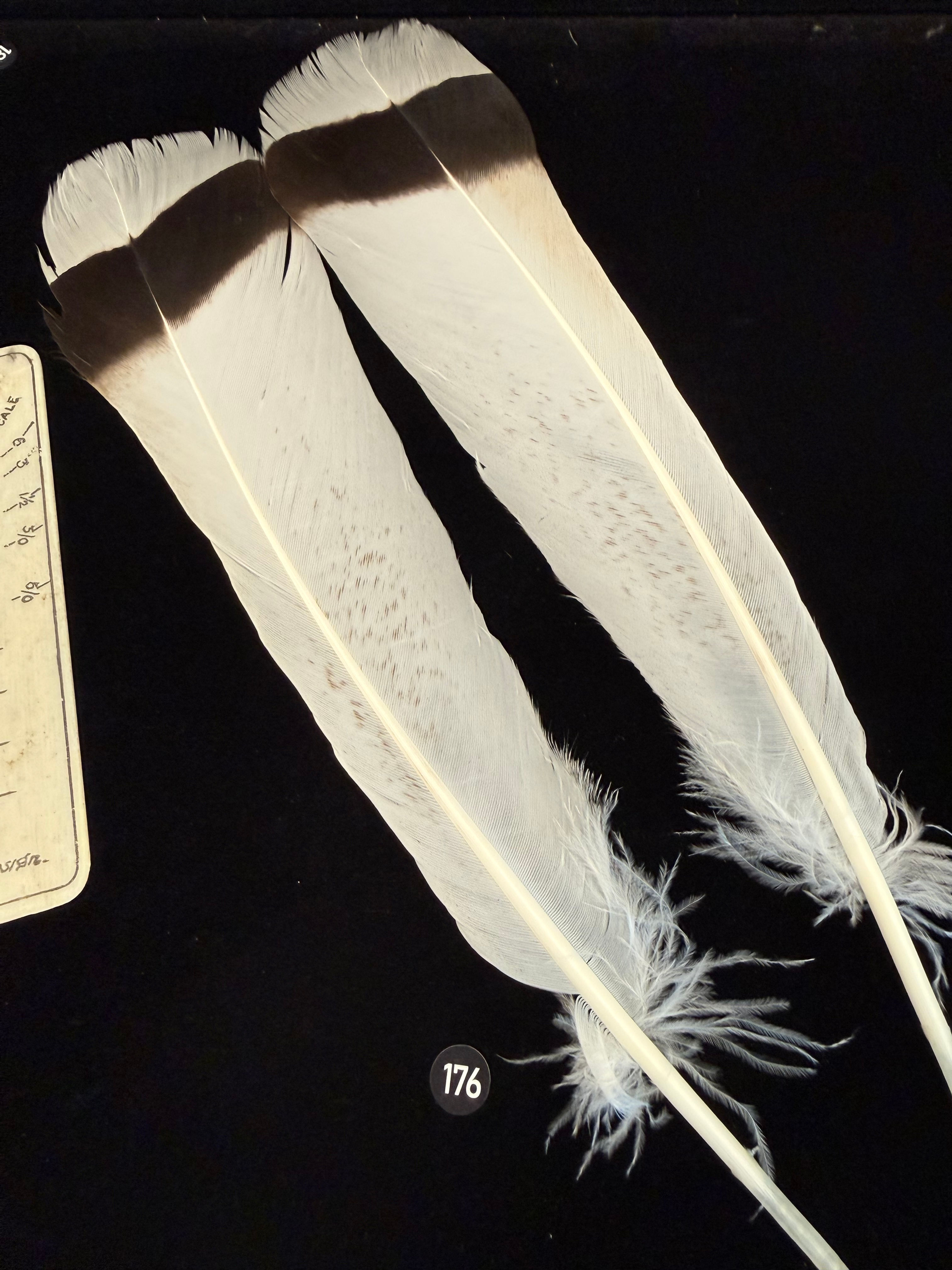 Lucas/Cullen Collection Royal Palm Turkey Tail Feathers 176