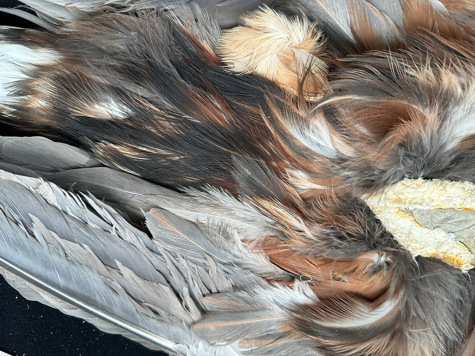 Thumbnail: Purple Heron bird skin from Ronn Lucas Collection