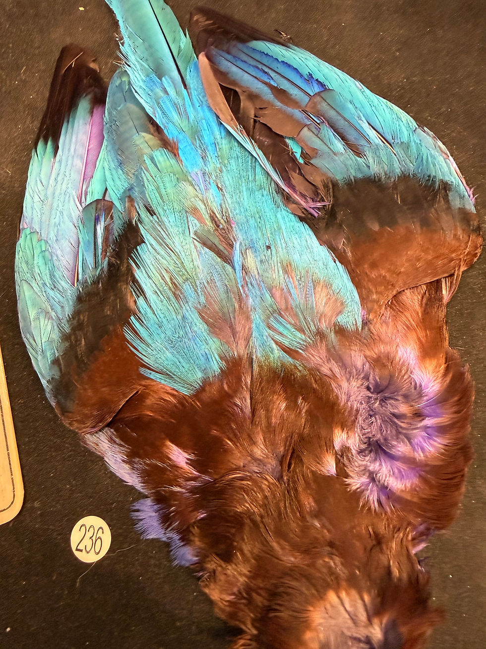 Thumbnail: Asian Kingfisher Dyed Purple Cotinga Cotinga sub
