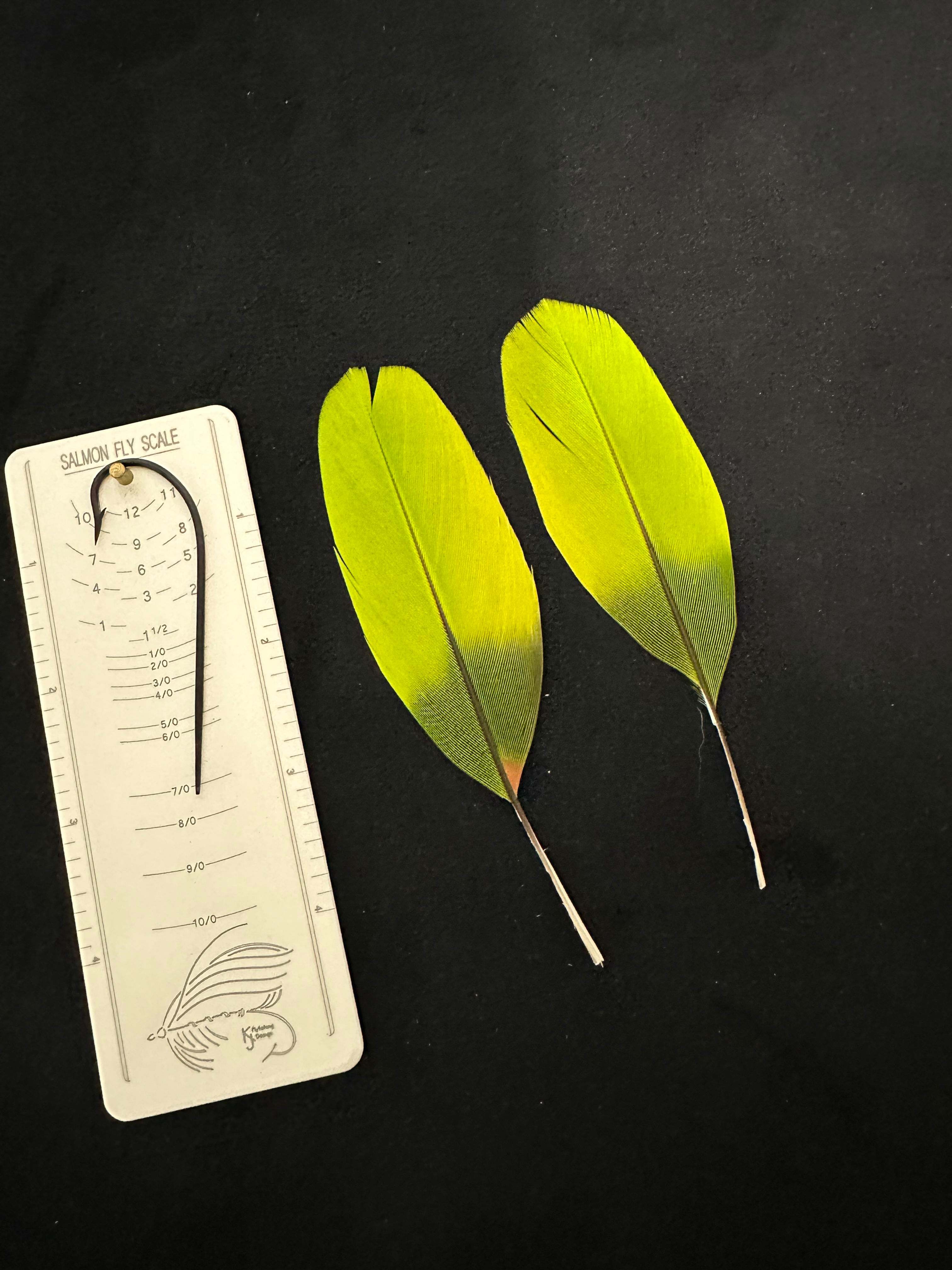 Parrot feathers for Salmon  flies