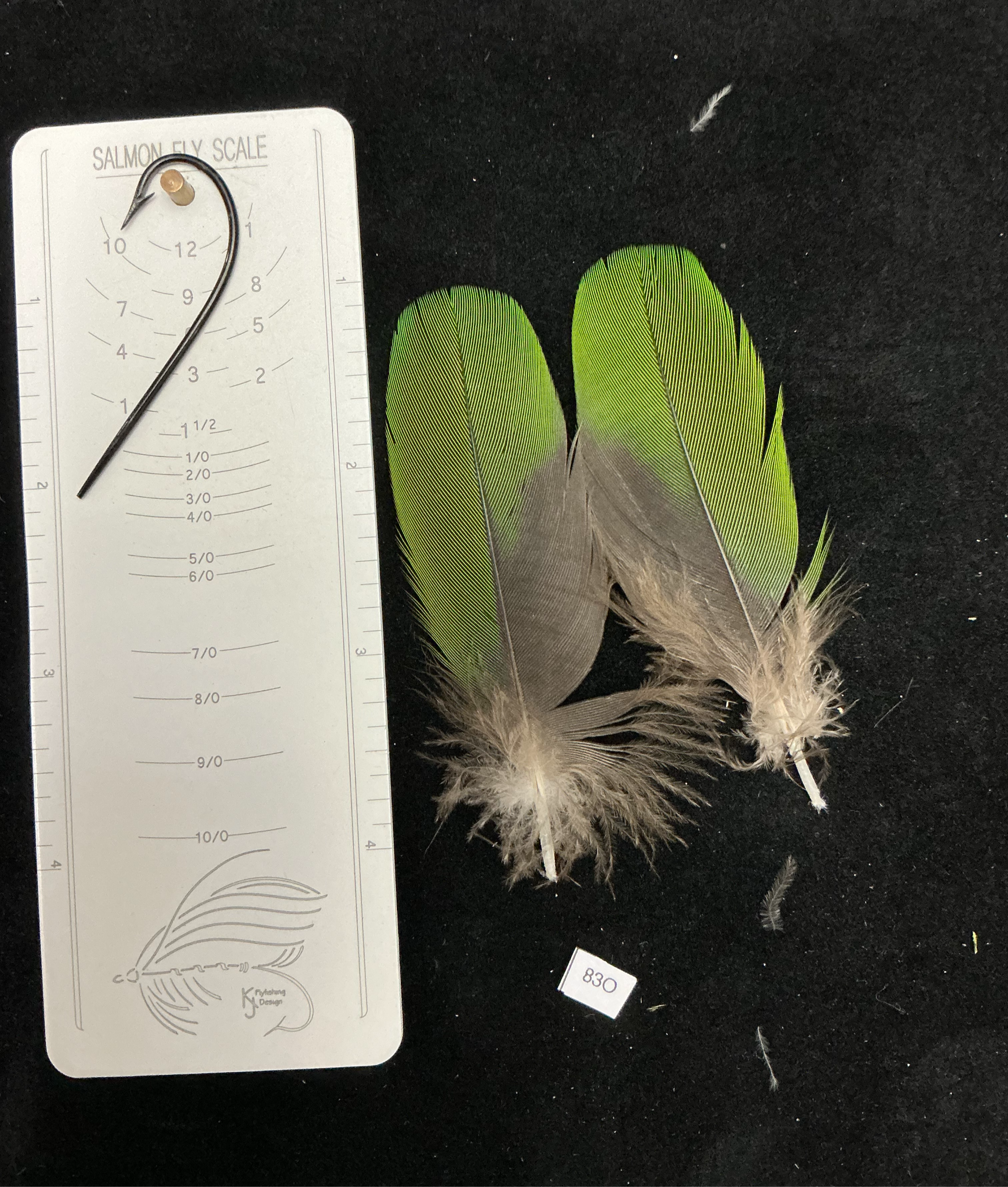 copy of Matched Parrot coverts 83O-83Z