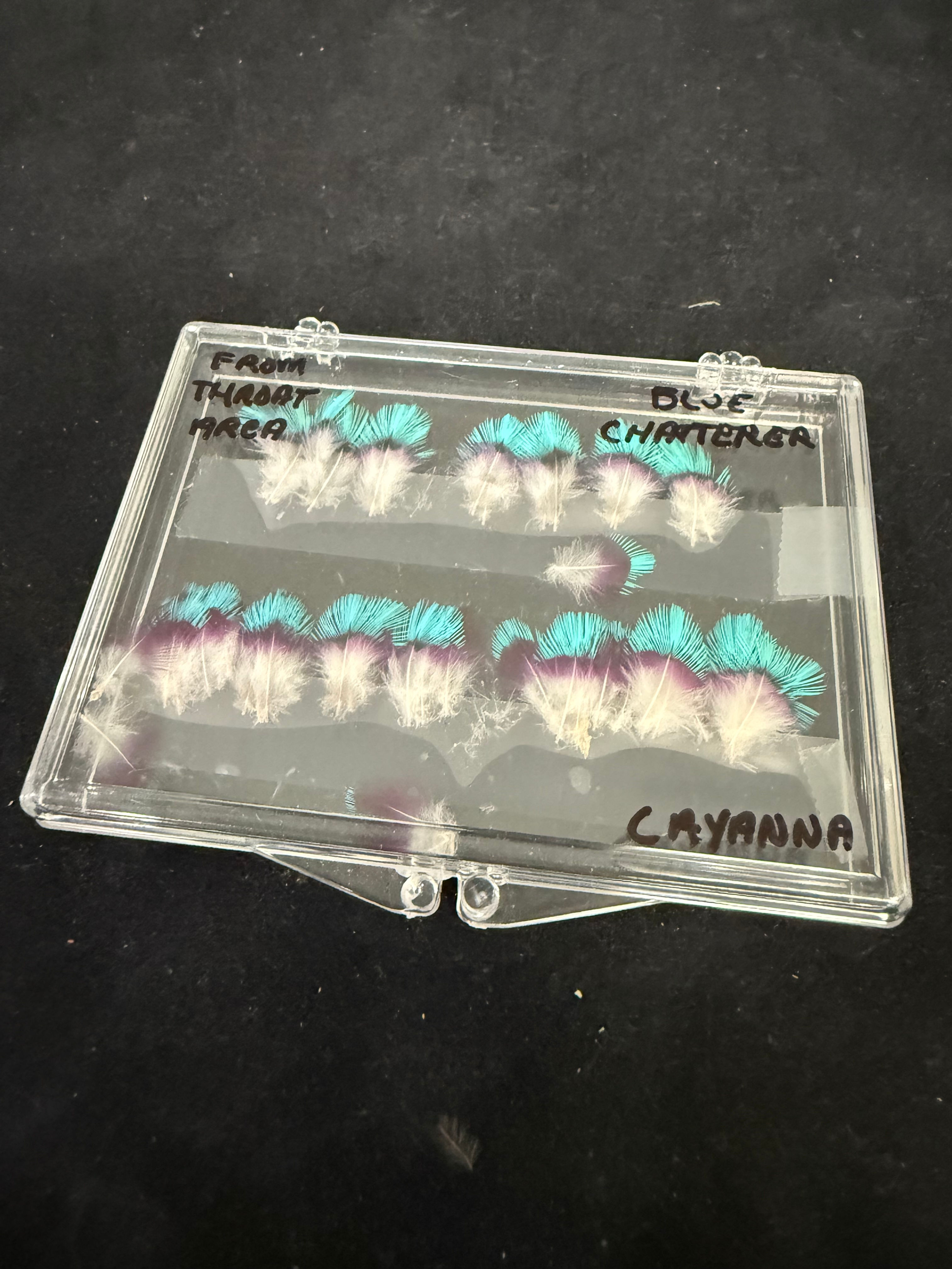 Cotinga Cayana Blue Chatterer Feathers set as shown 339