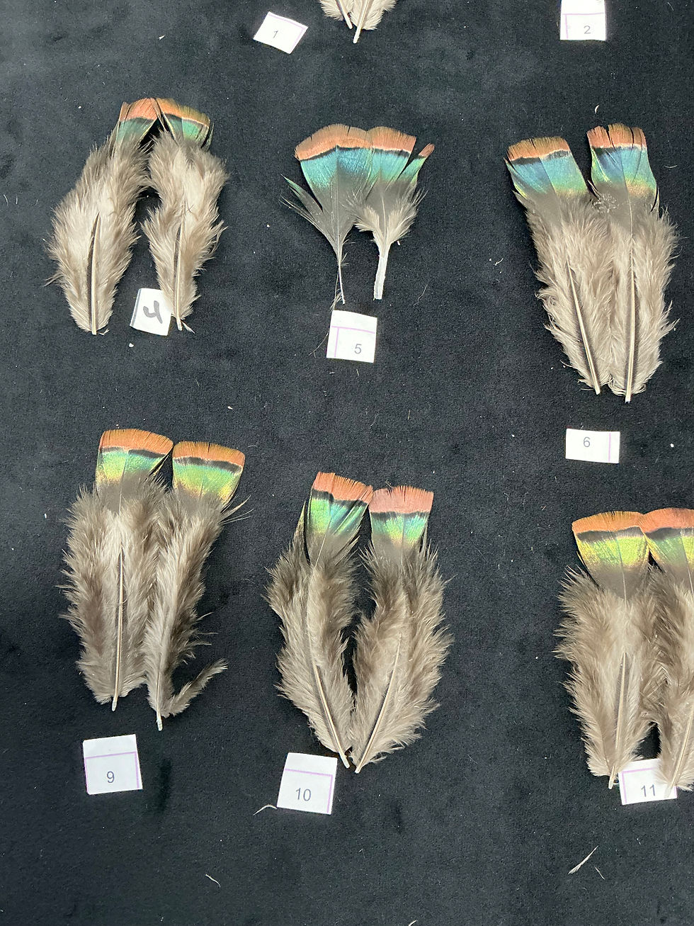Thumbnail: Ocellated Turkey lower back  feathers