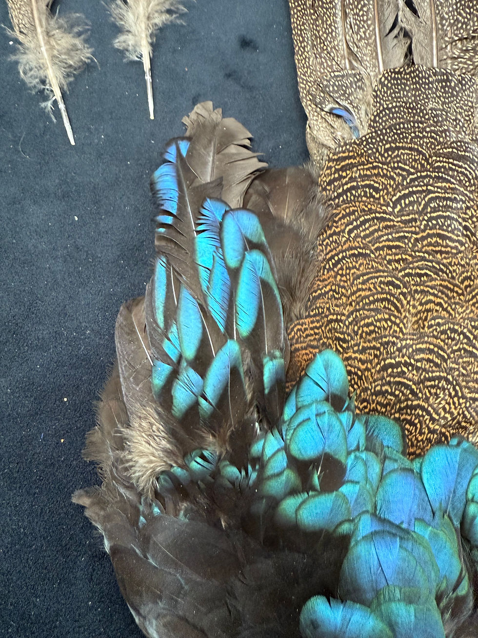 Thumbnail: Palawan Peacock Pheasant Bird skin