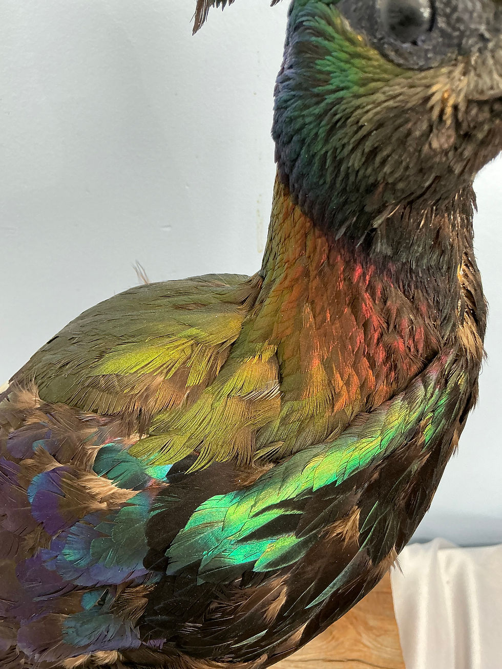 Thumbnail: Monal Impeyan Pheasant Bird Mount