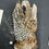 Thumbnail: Mearns Quail bird skin 16B