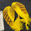 Thumbnail: Florican Bustard dyed Feathers  as shown 8/0+ #88
