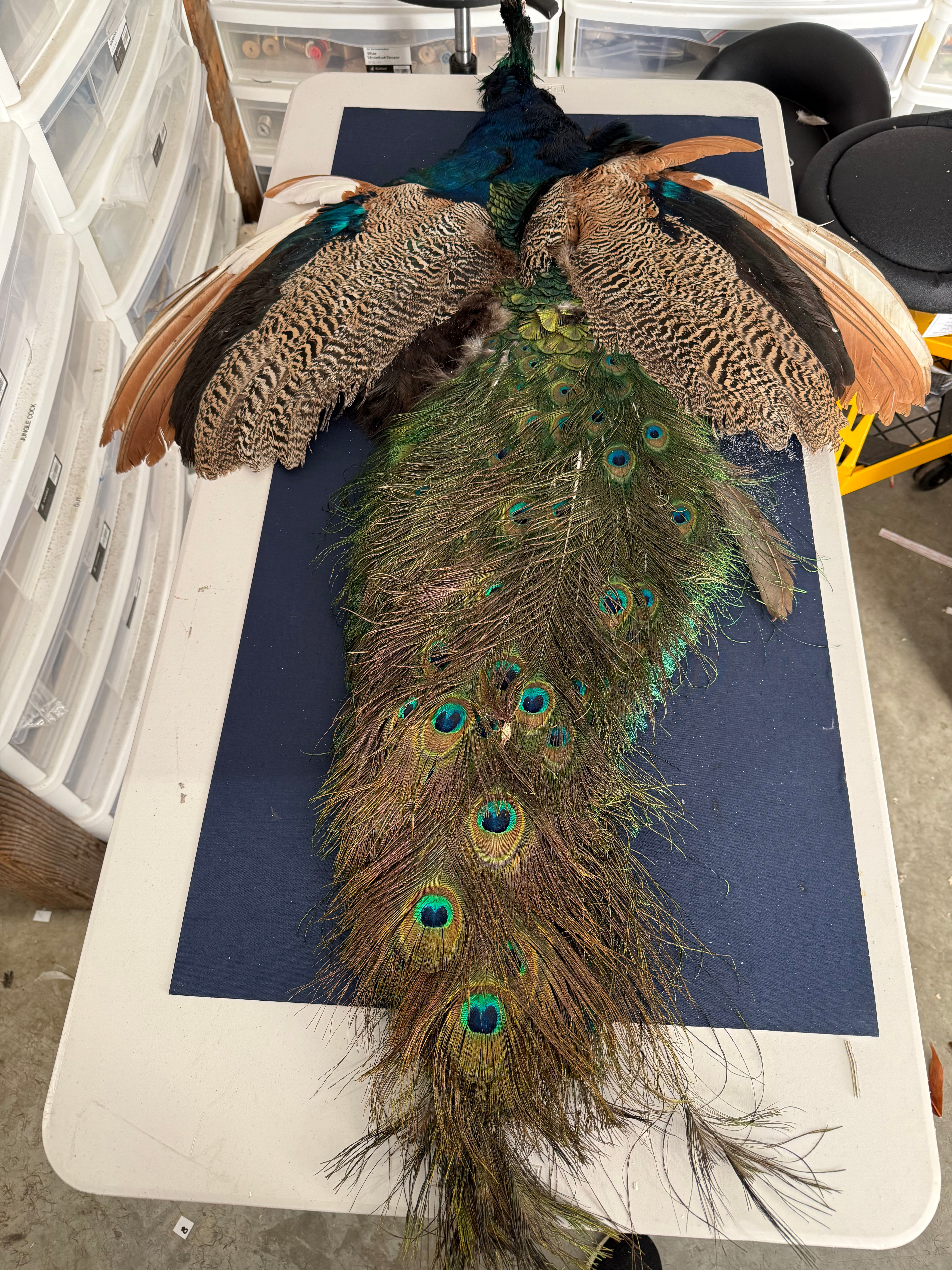 Black Shoulder Peacock skin