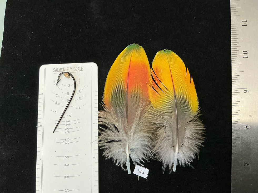 Thumbnail: Matched  parrot feathers for  Salmon Flies 13-13N